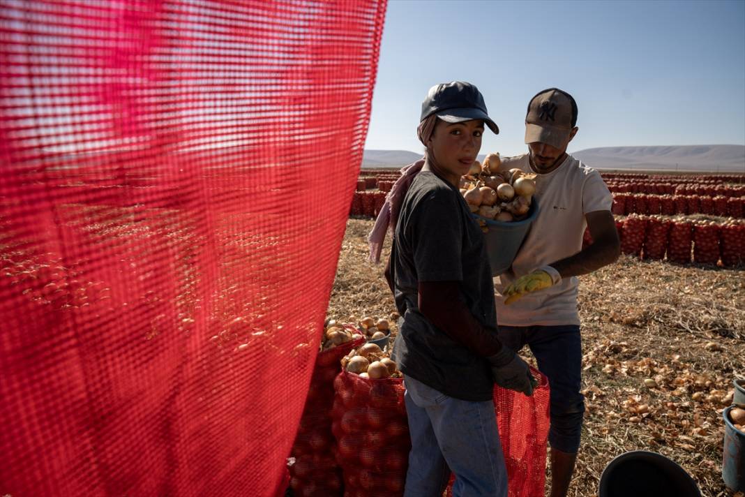 Konya Ovası’nda tablo gibi hasat 17